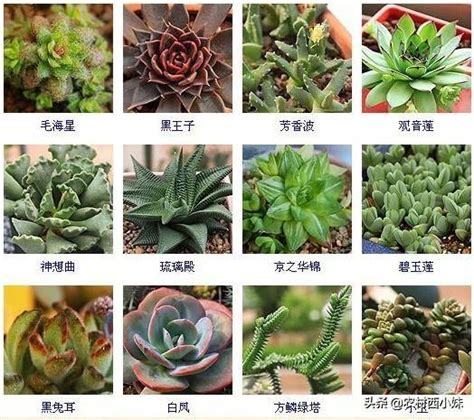 品種大全多肉植物名稱|42 種高人氣多肉植物介紹與照顧方式 